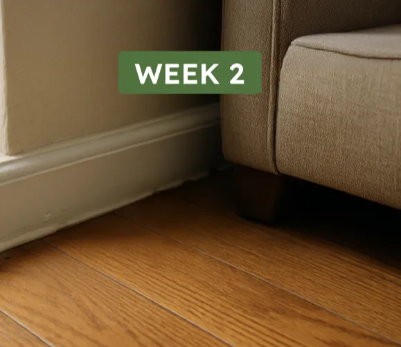 Vamoose Week 2 Situation